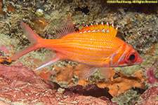 squirrelfish